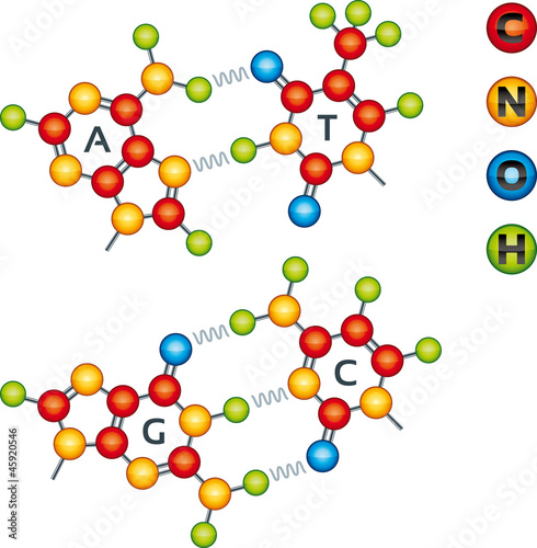 DNA molecules