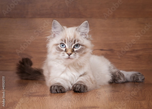 small siberian kitten on wooden texture background