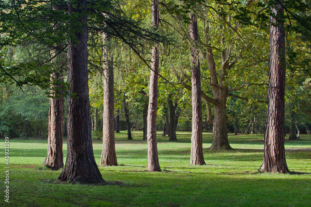 trees in park