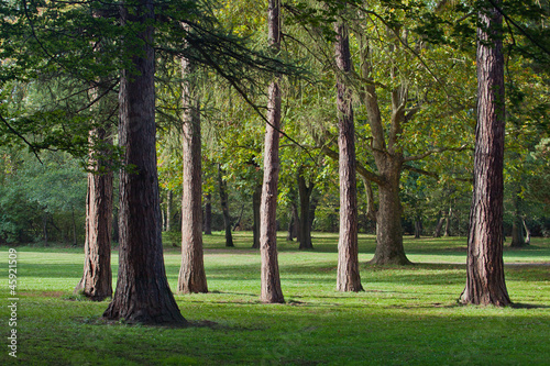 trees in park