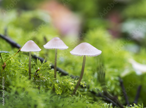 mushroom macro on green moss