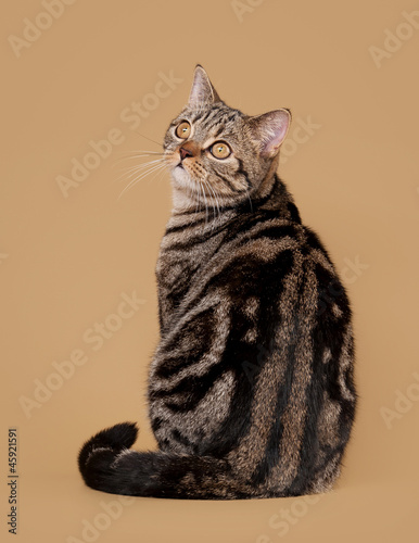 small black marble british kitten on light brown background