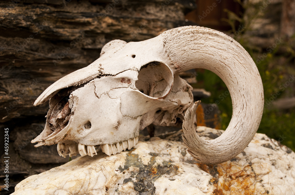White goats skull with curly horns White goats skull with curly horns