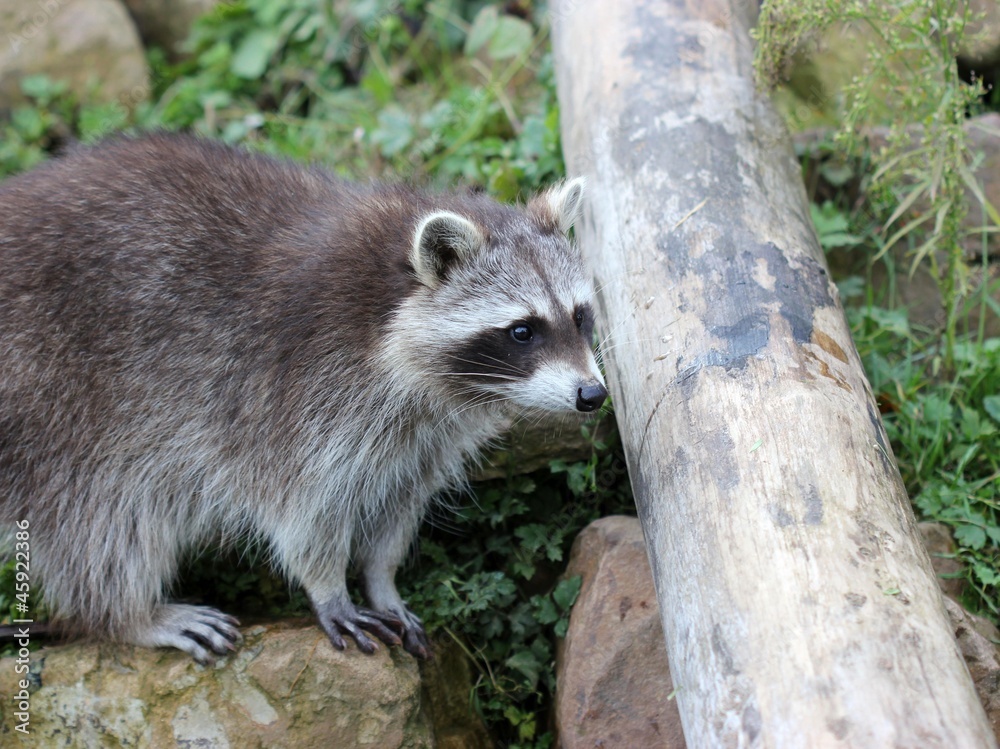 Naklejka premium Junger Waschbär