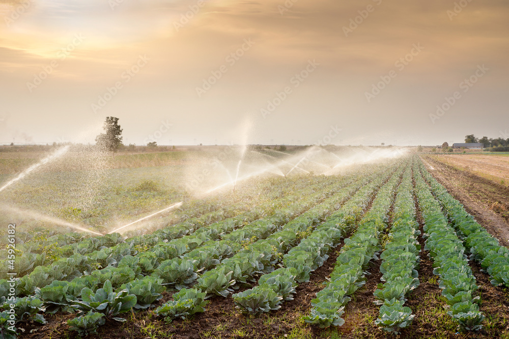 irrigation of vegetables - obrazy, fototapety, plakaty 