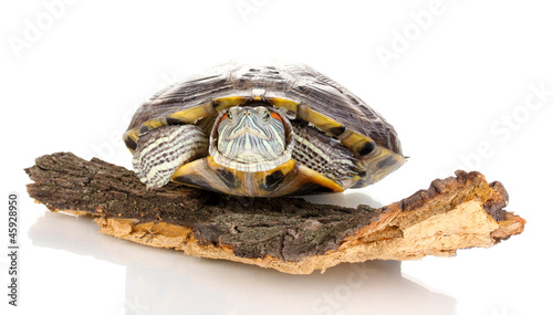 red ear turtle isolated on white photo