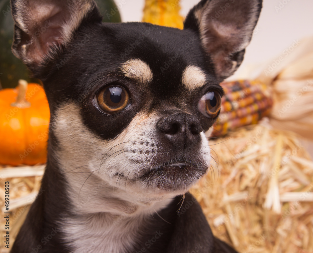 Autumn Harvest Dog