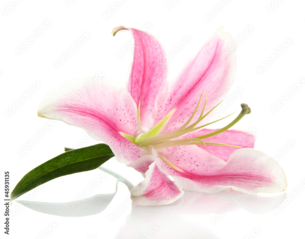 beautiful pink lily, isolated on white