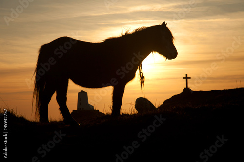 wild welsh pony