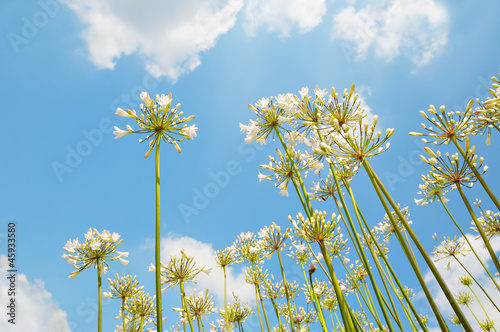 White lilies on blue sky in spring