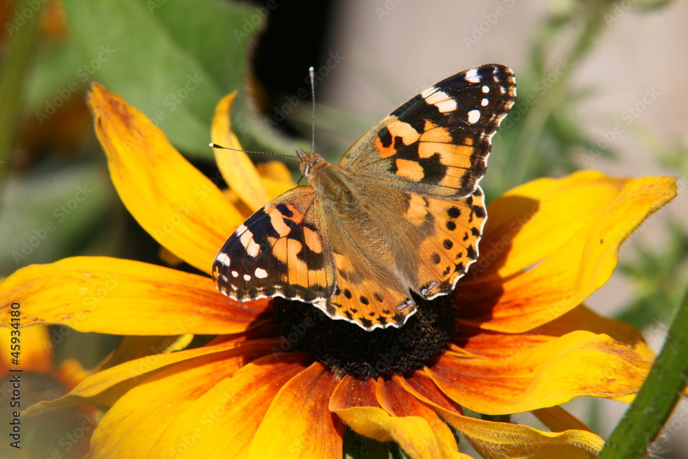 Motyl Motyl