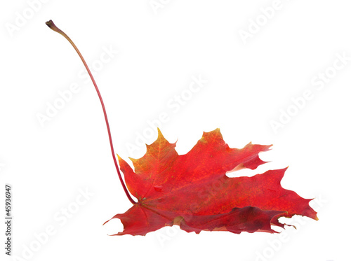 single brite red autumn maple leaf photo