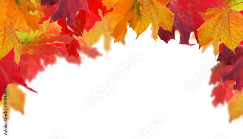 multicolor autumn maple leaves half frame