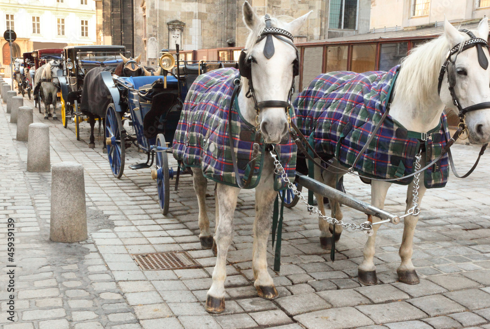 Many horses in cape with open carts, coaches on pavement street Many horses in cape with open carts, coaches on pavement street