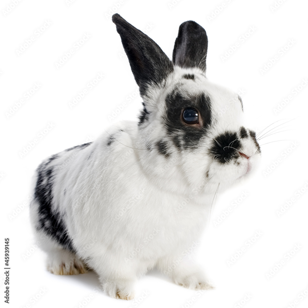 dwarf Rabbit dwarf Rabbit
