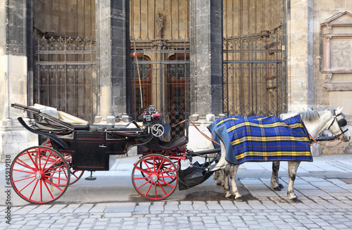 Photography Two horse in cape with open cart on pavement street