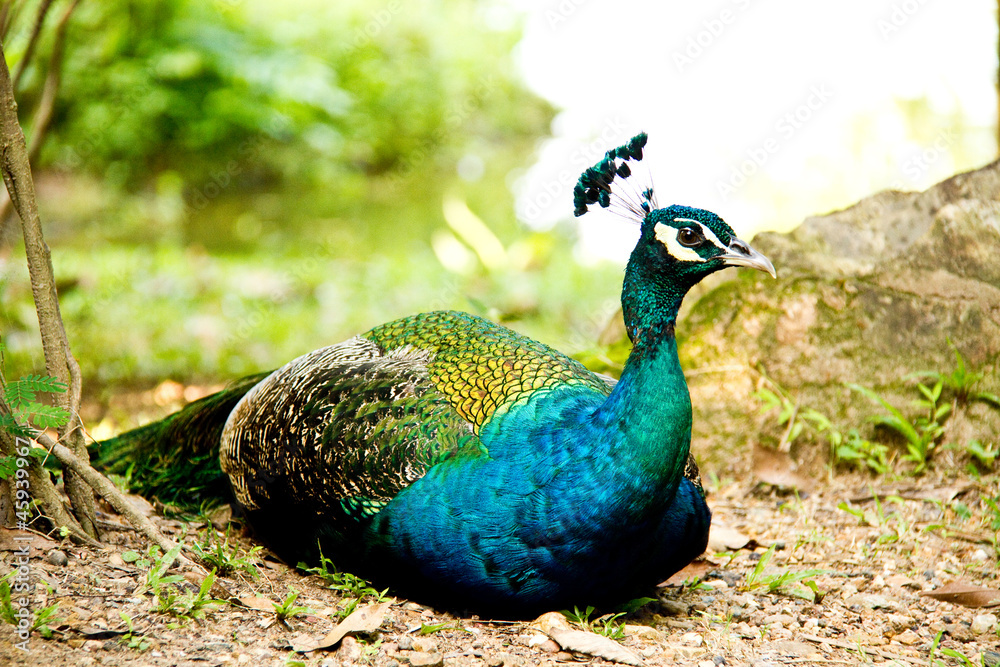 Fototapeta premium Blue peacock sitting