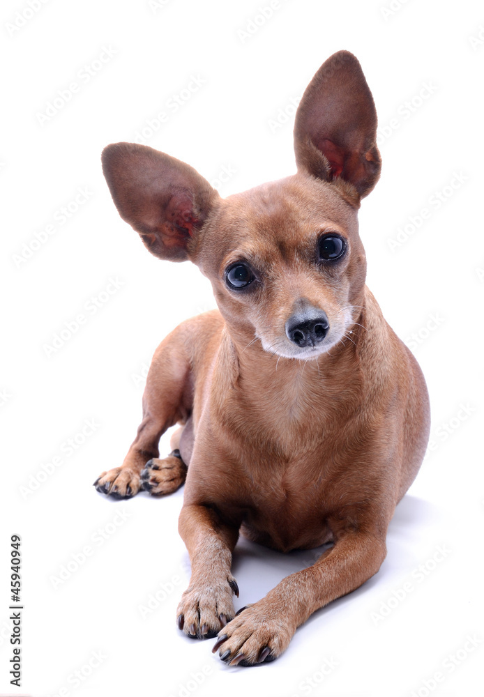 Miniature Pinscher Miniature Pinscher