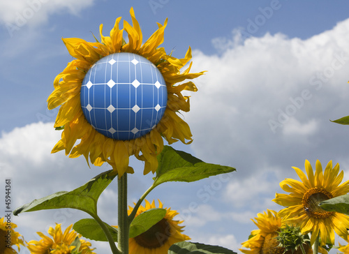 sunflowers with solar panels