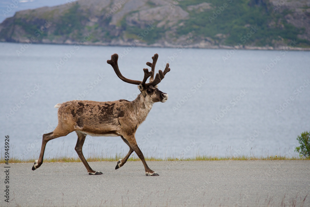 Fototapeta premium Wild reindeer running, Scandinavia