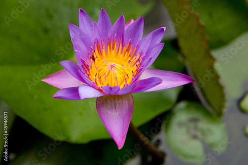 Lotus in my garden