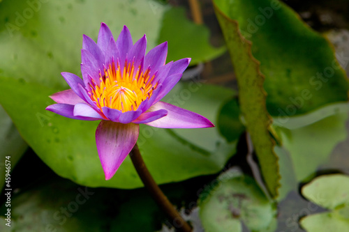 Lotus in my garden