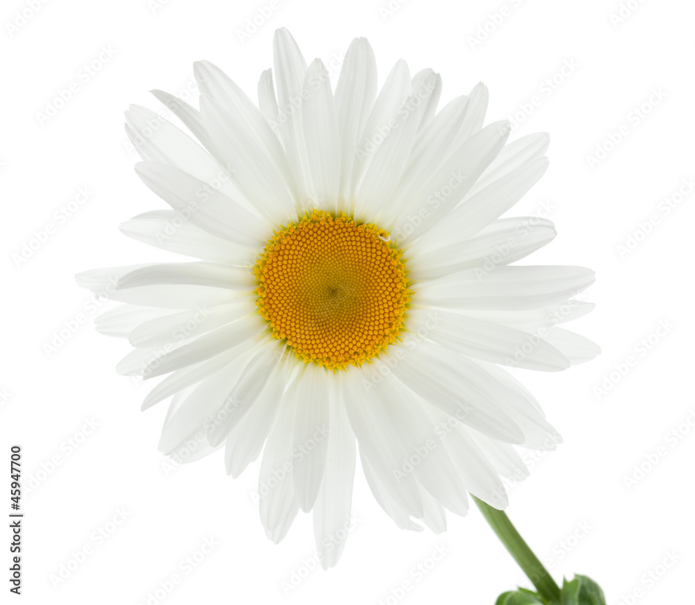Naklejka premium Chamomile flower
