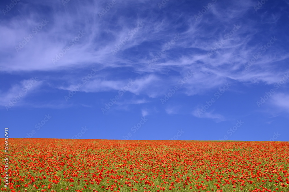 poppies poppies