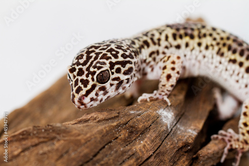 Leopard gecko © Nneirda