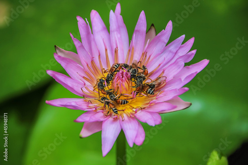 Bees in the lotus