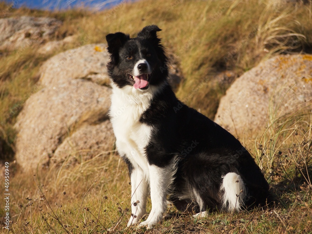 border collie dog