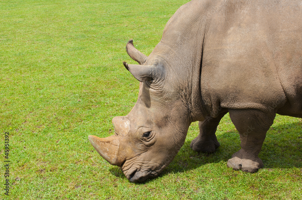 Fototapeta premium rhinoceros eating grass peacefully