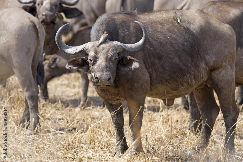 Wild African Buffalo Wild African Buffalo
