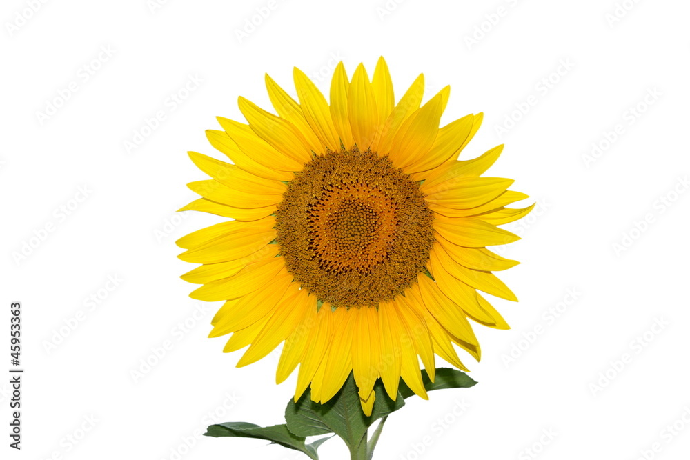 Obraz premium Sunflower