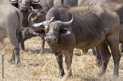 Wild African Buffalo