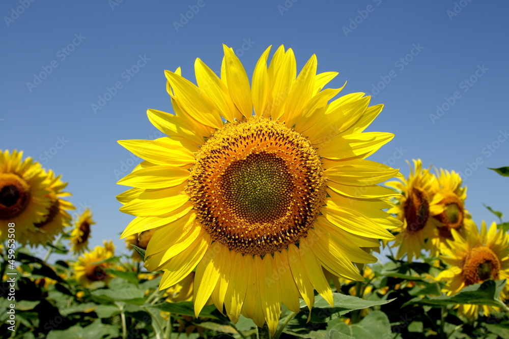 Sunflower Sunflower