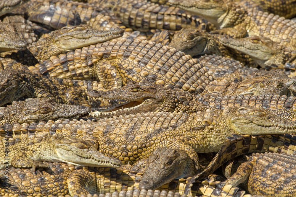 Fototapeta premium Crocodiles