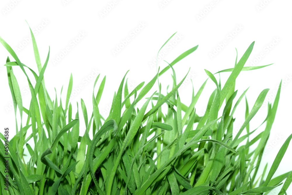 Fototapeta premium grass