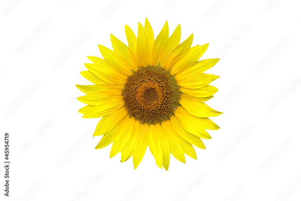 Fototapeta premium Sunflower