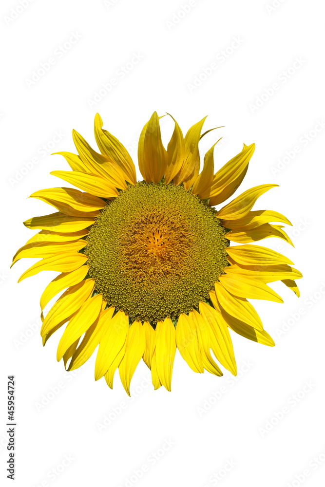 Naklejka premium Sunflower