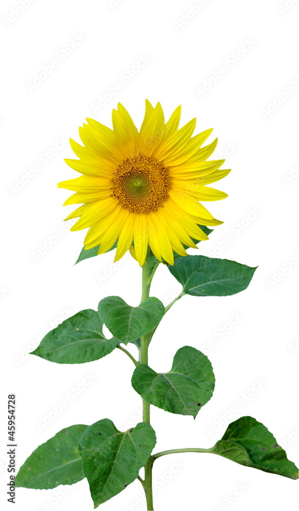 Obraz premium Sunflower