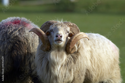 sheep
