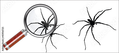 araignée - arachnide