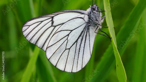 white butterfly on green leaf macro - aporia crataegi