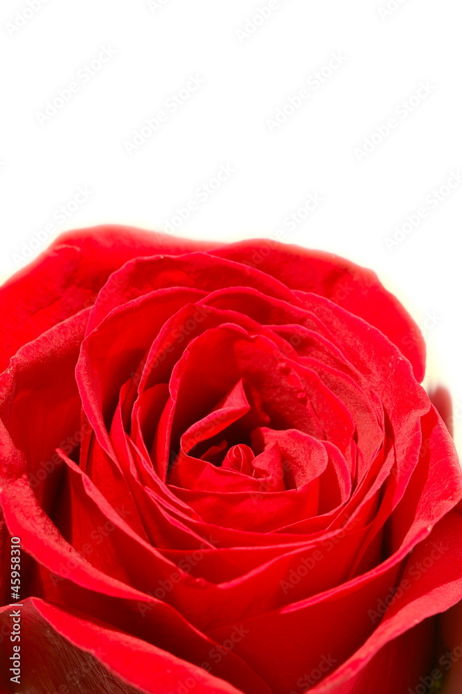 Rose Rose