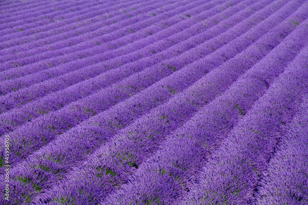 Obraz premium Lavender fields near Valensole in Provence, France