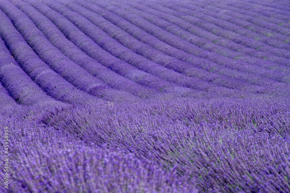 Naklejka premium Lavender fields near Valensole in Provence, France