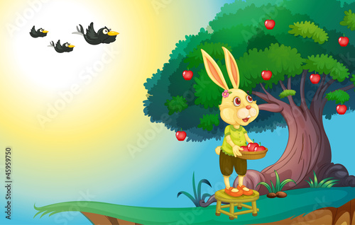 rabbit in nature