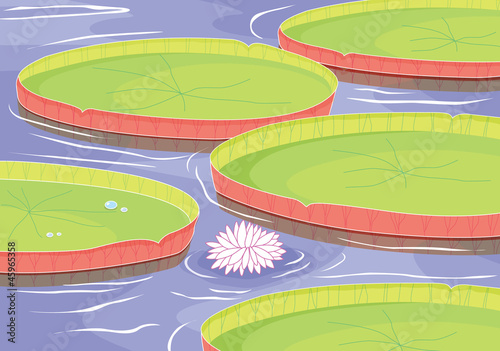 lotus flower in pond