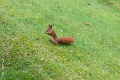 Squirrel eating nuts © Frank Gärtner